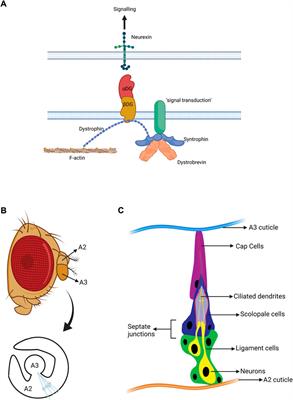 A Drosophila model for Meniere’s disease: Dystrobrevin is required for support cell function in hearing and proprioception